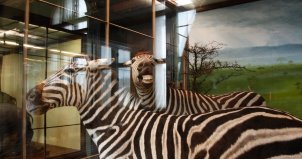 Zebra, Naturhistorisches Museum Wein, Vienna, Austria 2008